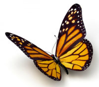 Papiliorama