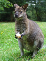 Parc animalier de Jeuss