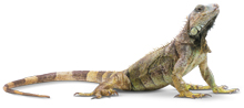 Tropicarium