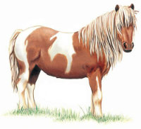 Promenade à  cheval (Groupe 1: 13h30-15h15)