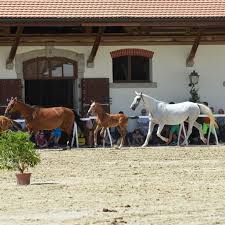 Visite guidée du Haras National