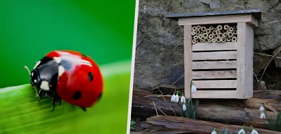 Construction d'un refuge à coccinelles