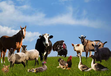 Ferme des Biolles - Découverte des animaux de la ferme