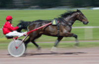 Trot attelé